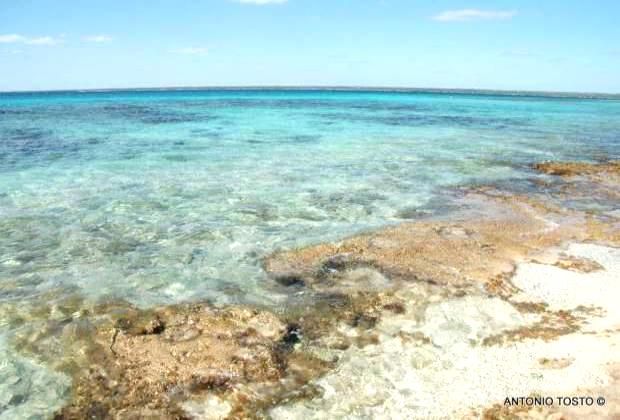 Catalina Island - an amazing coral reef just in front of the beach